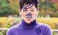 南河小仙女是什么梗
