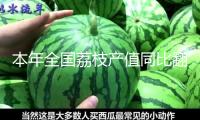 本年全國荔枝產值同比翻番 