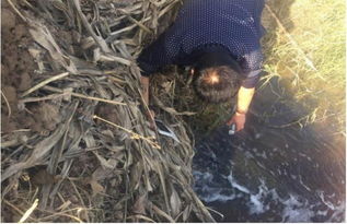 山東鄆城隨官屯鎮 洪達化工污染之下，居民健康與環境的無聲戕害